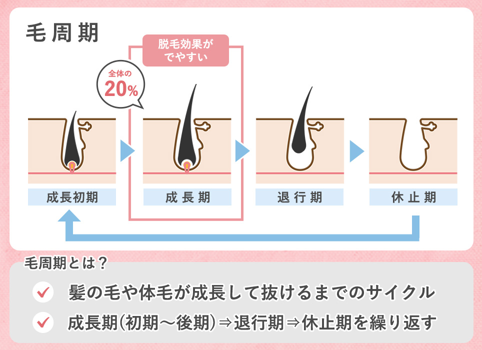 毛周期の画像