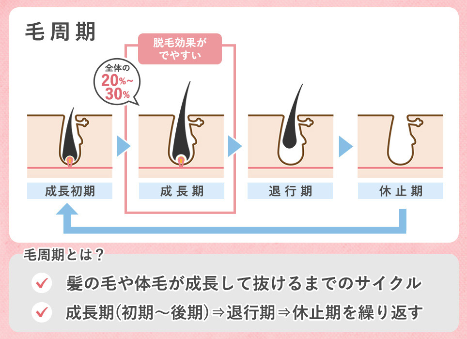 毛周期