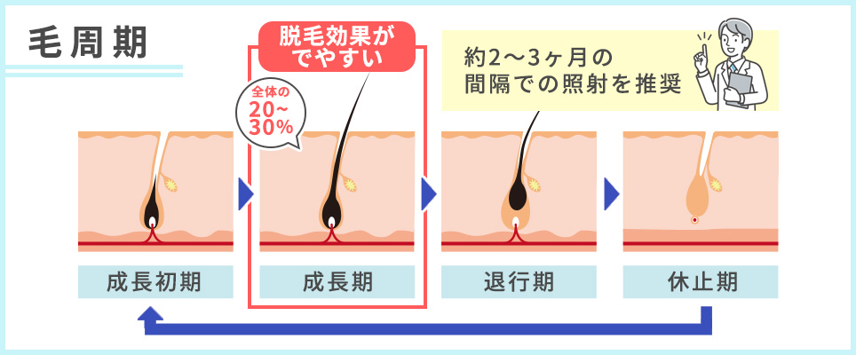 毛周期サイクルの図説