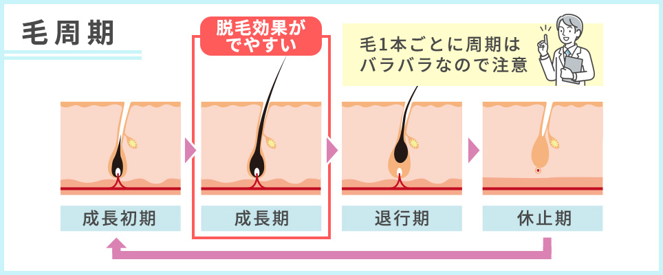 毛周期の図説