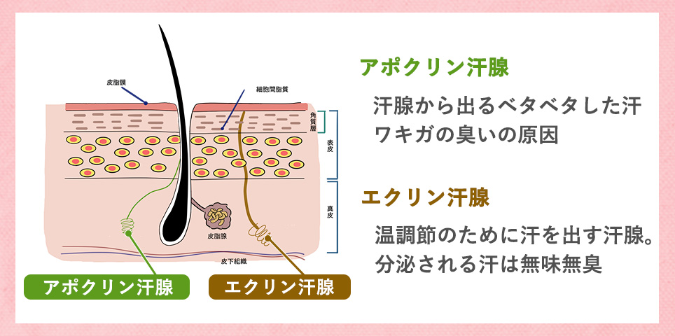 汗腺について